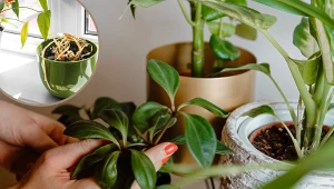 Szkodniki niszczą twoje rośliny? Kilka karteczek wystarczy, by się ich pozbyć