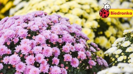 Biedronka oferuje chryzantemy w gratisie!