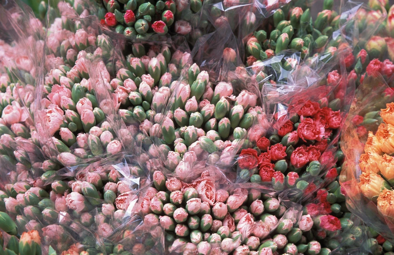 Bukiety goździków i róż pięknie się prezentują i mogą długo cieszyć oko na cmentarzu