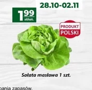 Sałata masłowa Polski