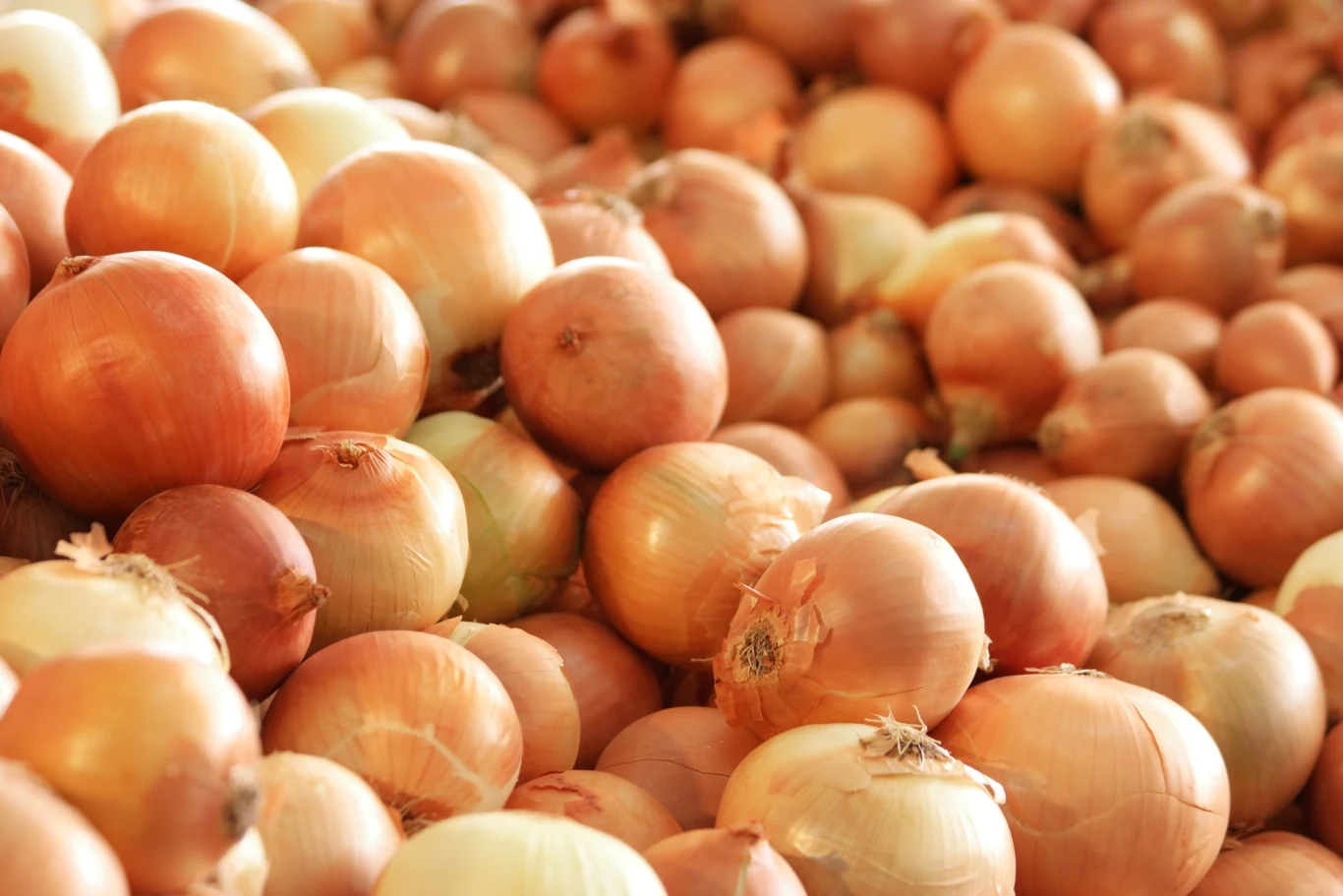 Mało kto wie, że cebula bywa nazywana "pomarańczą północy" Mało kto wie, że cebula bywa nazywana "pomarańczą północy"