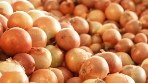 To jedno z najzdrowszych polskich warzyw. Za mało doceniamy „pomarańcze północy”