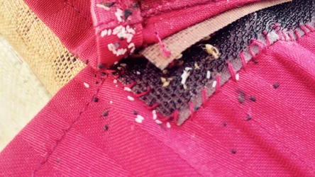 Pluskwy mogą czaić się w łóżkach oraz w ubraniach (fot. Getty Images)