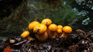 Do złudzenia przypominają opieńki. Dodane do zupy zepsują cały smak