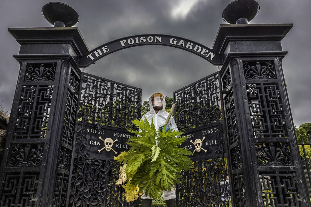 The Poison Garden w Wlk. Brytanii to wyjątkowy ogród, w którym rosną trujące rośliny