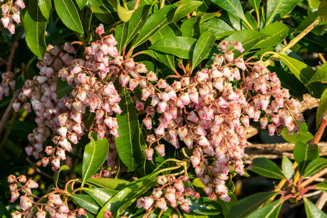 Pieris japoński, odmiana "Pink Delight". 