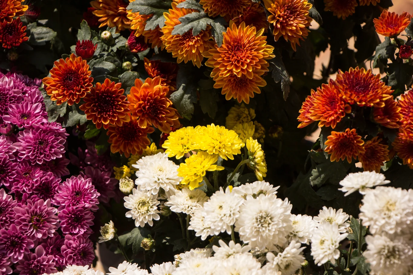 Chryzantemy występują w różnych kolorach. Można zdobić nimi groby, ale też balkony i tarasy. 