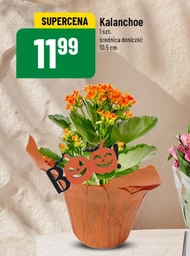 Kalanchoe