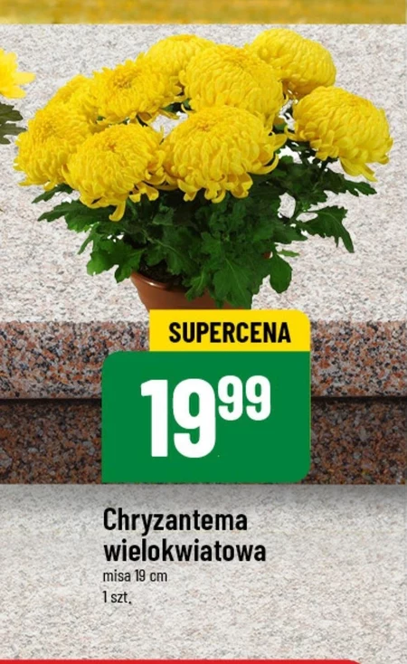 Chryzantema