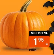 Dynia