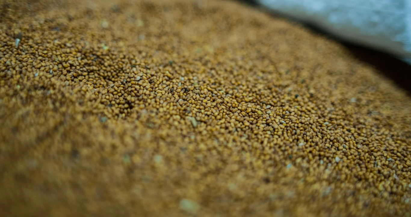 Nasiona lnicznika siewnego (lnianki) Nasiona lnicznika siewnego (lnianki)