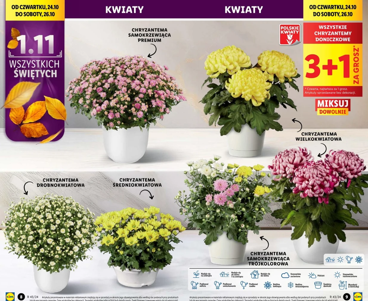 Chryzantemy 3+1 za grosz w Lidlu 