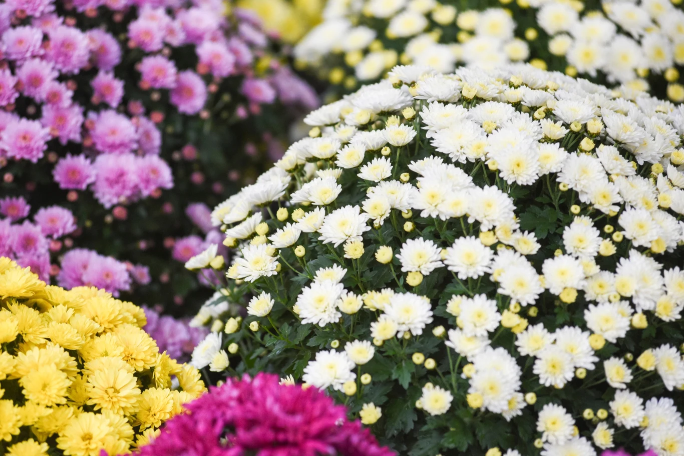 Liście chryzantem żółkną? Przyczyn może być kilka.