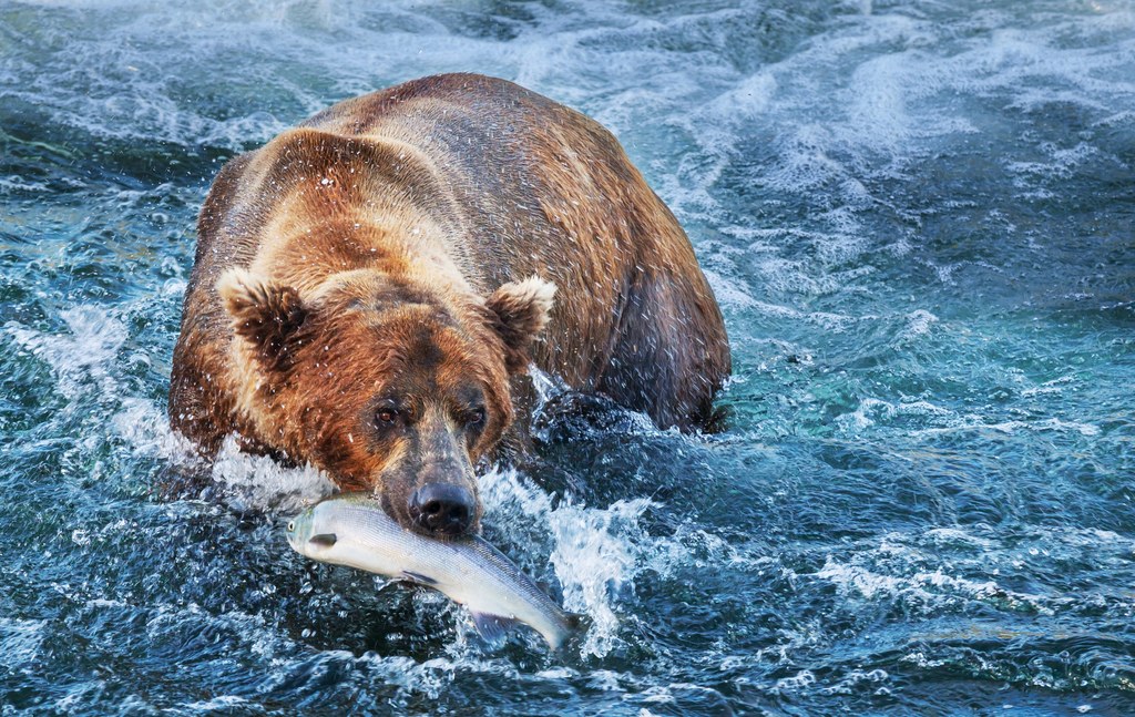 W przeszłości niedźwiedzie grizzly zasiedlały znaczną część dzisiejszych Stanów Zjednoczonych, a ich zasięg na południe ciągnął się aż po Meksyk. Zwierzęta zostały wytępione w wielu miejscach