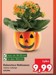 Kalanchoe Halloween