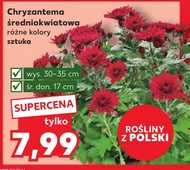 Chryzantema Polski