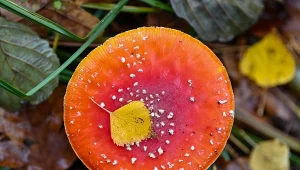 Sprzedają muchomora czerwonego. Ceny sięgają 1000 złotych 