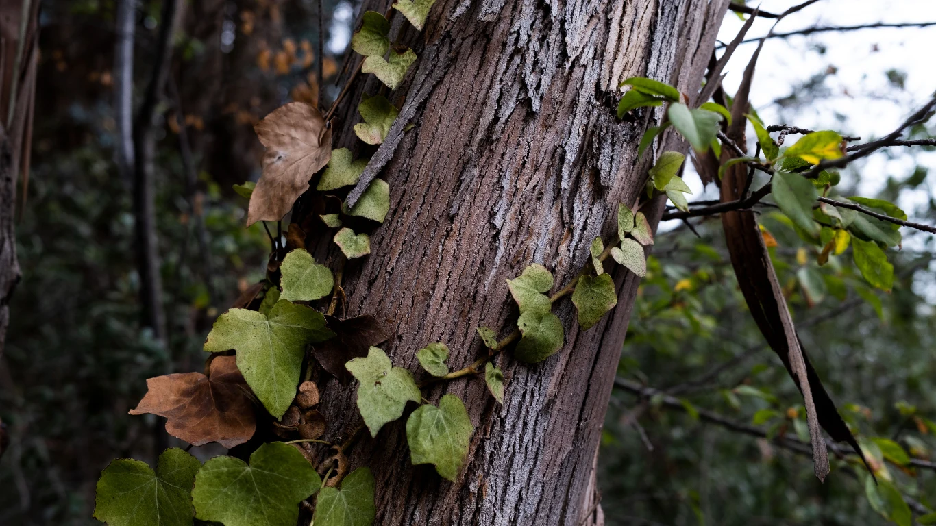 Bluszcz tworzy wilgotne środowisko sprzyjające rozwojowi chorób i patogenów.