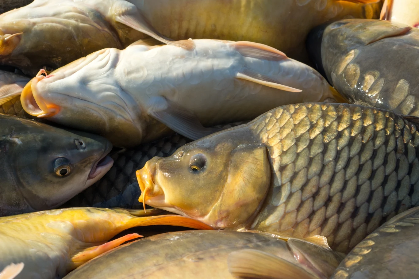 Temat zakazu sprzedaży żywych ryb wraca co roku na kilka tygodni przed Wigilią Temat zakazu sprzedaży żywych ryb wraca co roku na kilka tygodni przed Wigilią