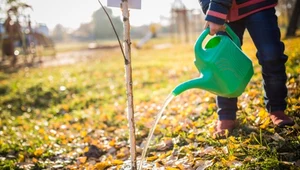 Co sadzić jesienią w ogrodzie? Lista bylin, kwiatów, krzewów i drzew 