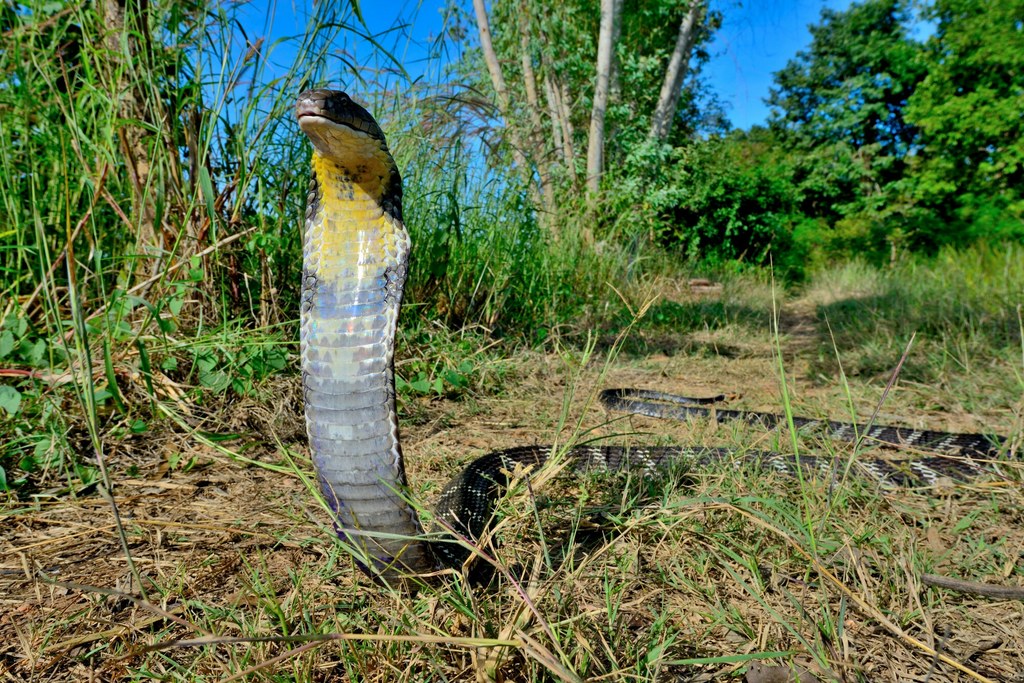 Kobra królewska może osiągać ponad 5 długości. Tu sfotografowana w Tajlandii