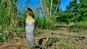 Kobra królewska może osiągać ponad 5 długości. Tu sfotografowana w Tajlandii