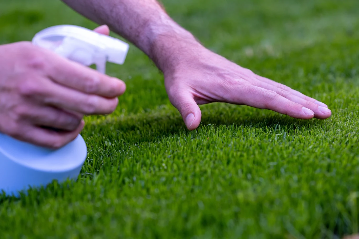 Podczas upałów trawnik najlepiej zraszać wieczorem