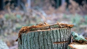 Wyciął drzewa na własnej działce. Musi zapłacić gigantyczną karę. Co za to grozi?