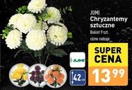 Chryzantema Jumi