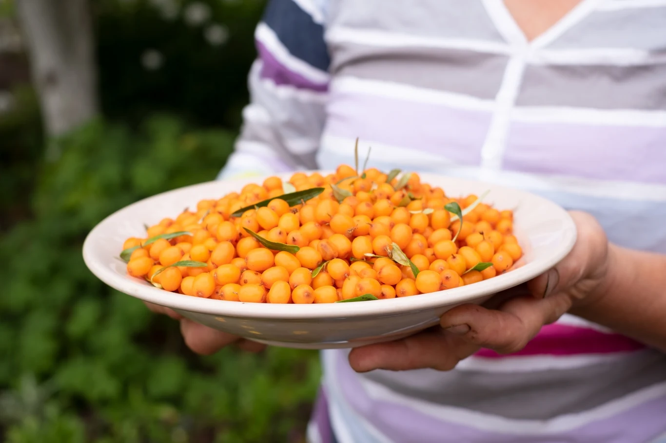 Do herbaty możesz dodać świeże lub suszone owoce, pulkę lub sok z rokitnika