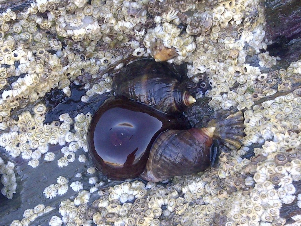 Ślimaki z gatunku Littorina saxatilis w Kornwalii w Anglii