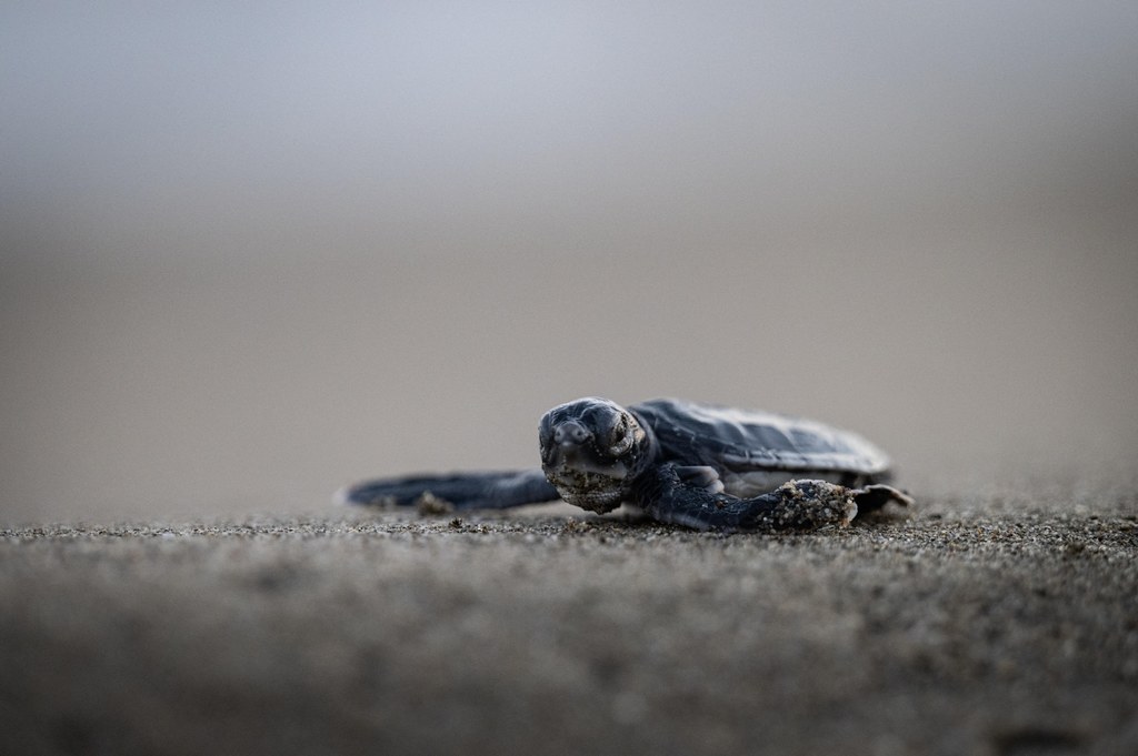 Mały żółw karetta wylęgły na greckiej plaży