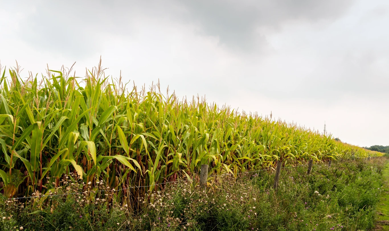 Kukurydza była ważną rośliną w starożytności (zdj. ilustracyjne) Zwłoki mężczyzn znaleziono w polu kukurydzy (zdj. ilustracyjne)