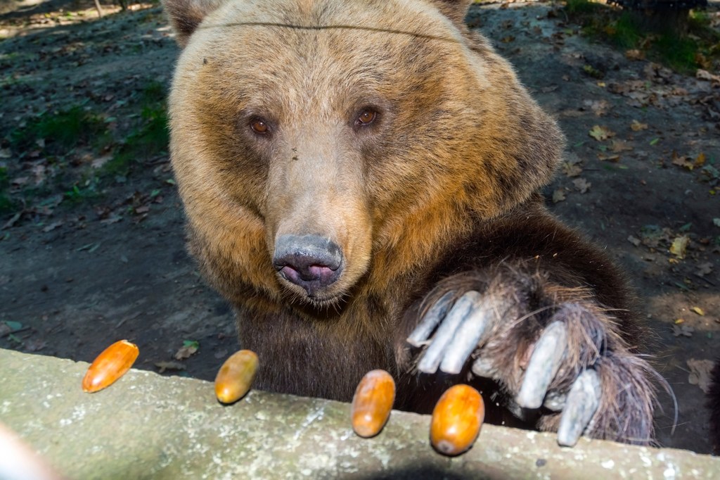 Niedźwiedzie brunatne w zoo bardzo lubią żołędzie