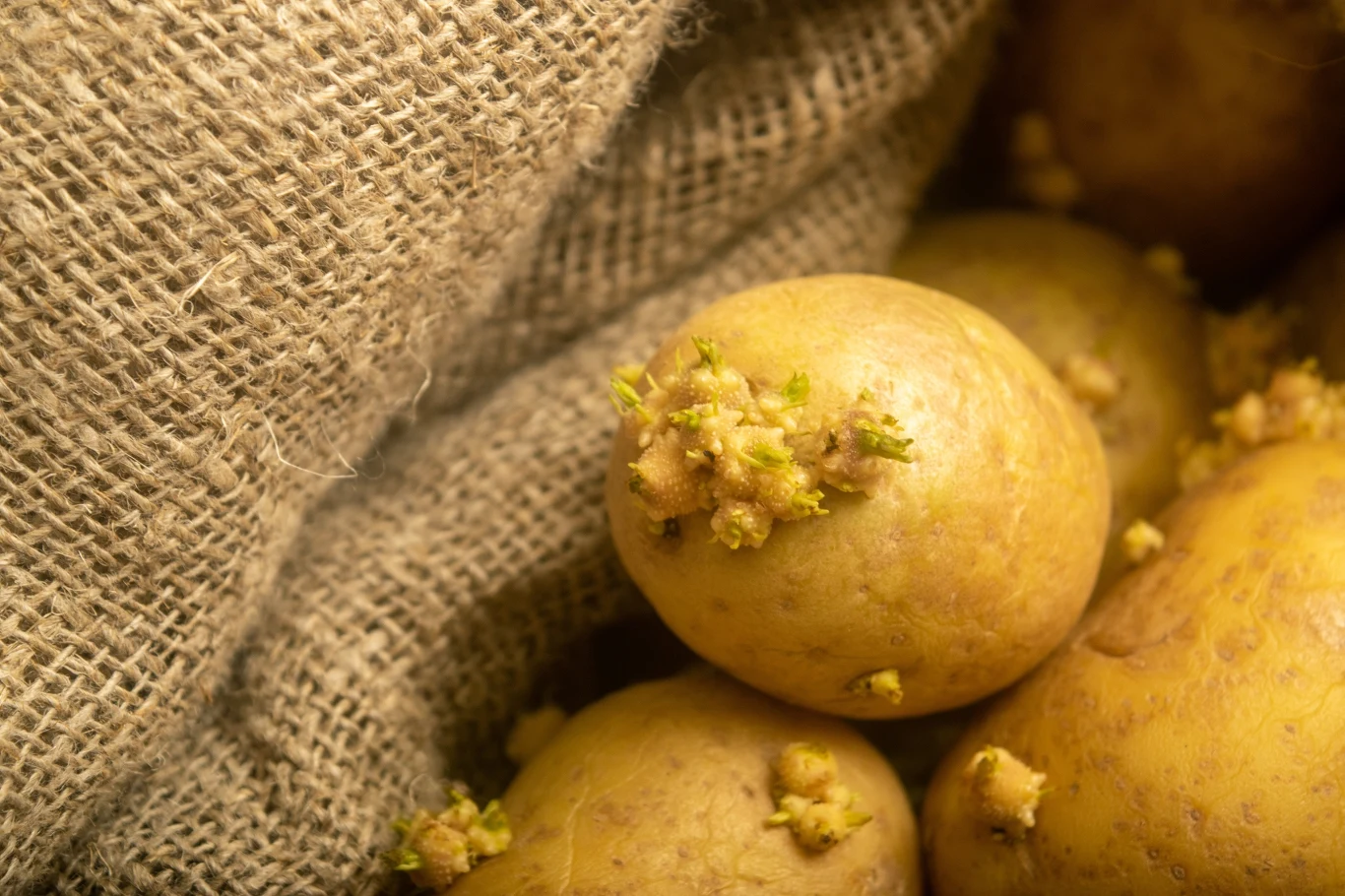 Ziemniaki, które kiełkują są niezdatne do spożycia. Ziemniaki, które kiełkują są niezdatne do spożycia.