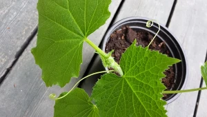 Te ogórki możesz uprawiać na parapecie. Dadzą plony nawet w zimie