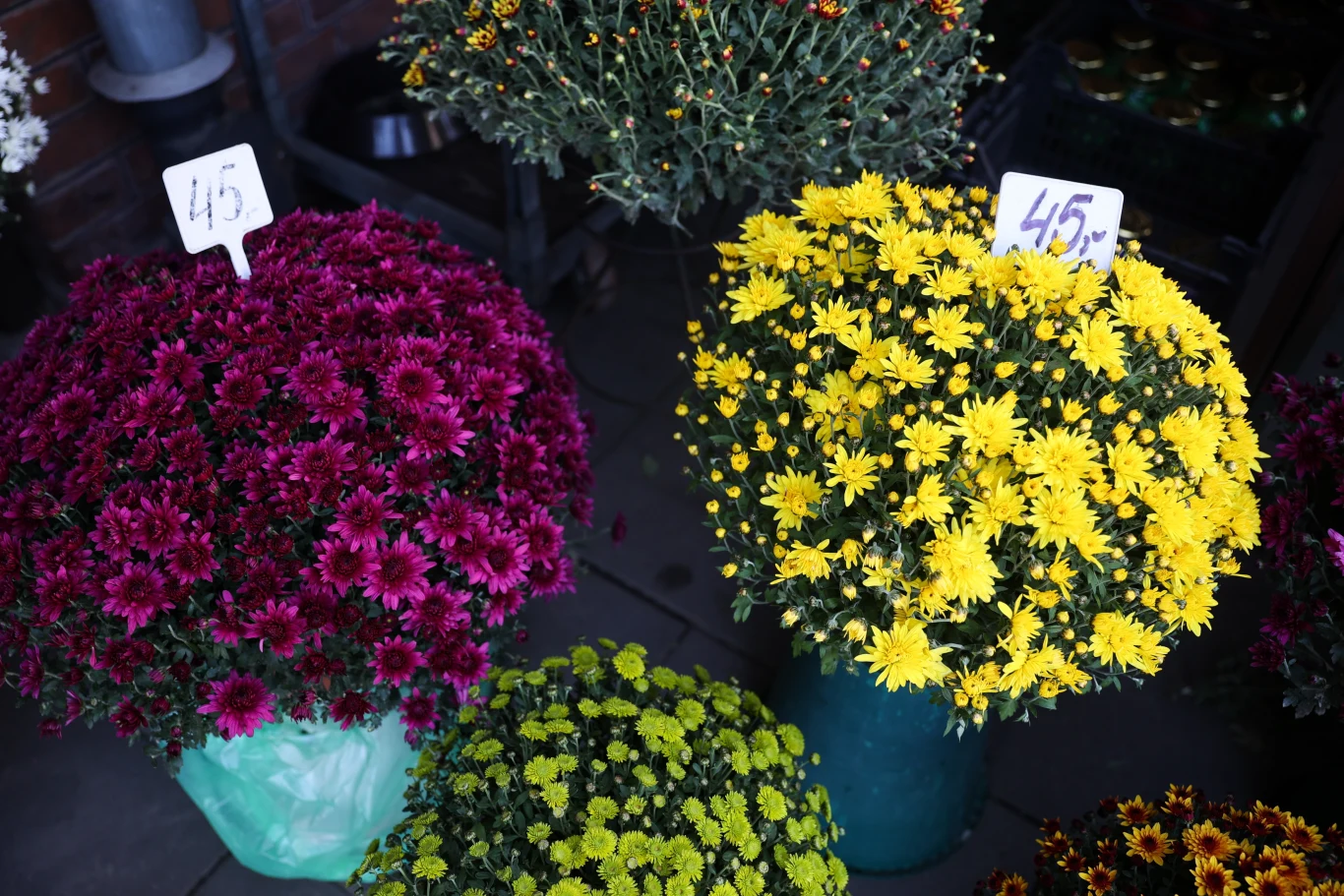 Chryzantemy kupowane w marketach nie przetrwają zbyt długo. Chryzantemy kupowane w marketach nie przetrwają zbyt długo.