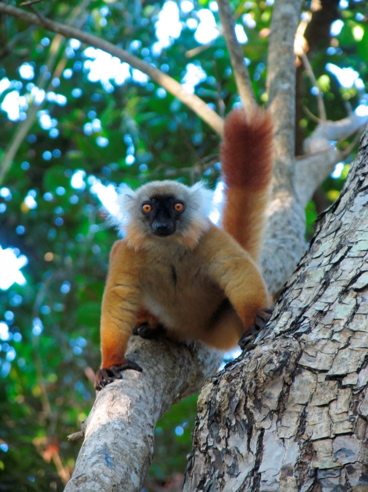 Lemury to jeden z symboli Madagaskaru, które mieszkają tylko na tej wyspie