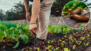 Spryskaj tym grządki jesienią. Wiosną nie będziesz martwił się o ślimaki