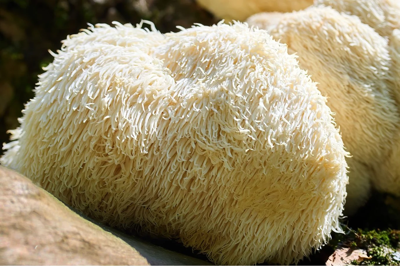 Soplówka jeżowata potocznie nazywana jest też lwią grzywą Soplówka jeżowata potocznie nazywana jest też lwią grzywą