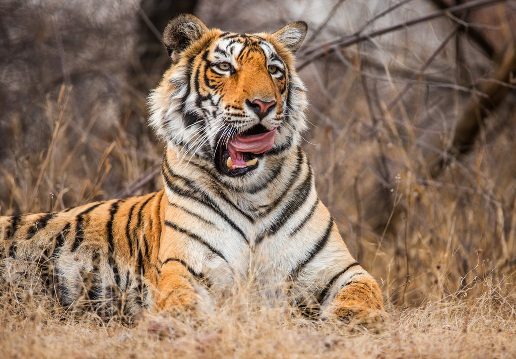 Tygrysy bengalskie są najliczniejszym podgatunkiem tych kotów