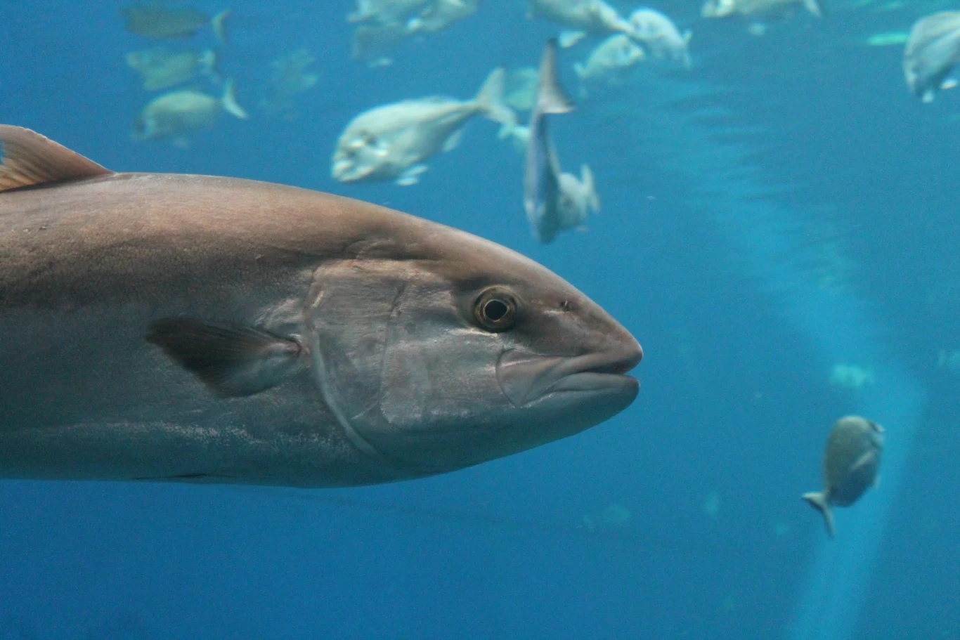 Tuńczyk błękitnopłetwy jest na liście zwierząt zagrożonych wyginięciem Tuńczyk błękitnopłetwy jest na liście zwierząt zagrożonych wyginięciem