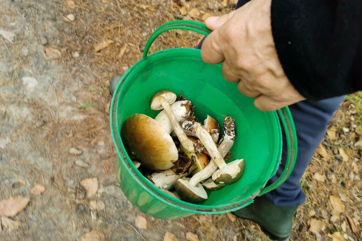 Gąsek sosnowych nie widziano w Polsce przez 100 lat. Zdjęcie ilustracyjne. Gąsek sosnowych nie widziano w Polsce przez 100 lat. Zdjęcie ilustracyjne.
