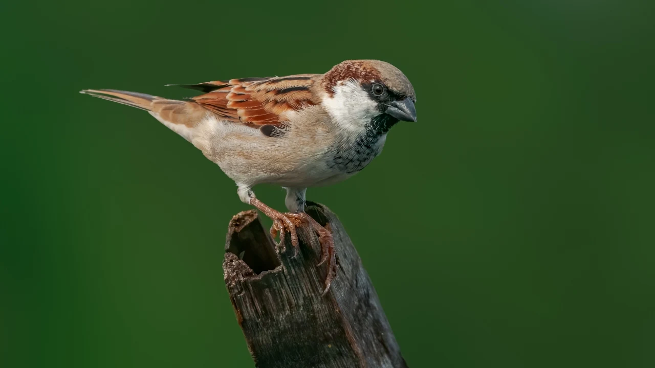 Najpopularniejsze ptaki w Polsce. Które gatunki występują najczęściej ...