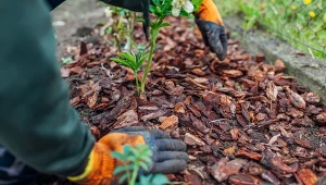 Podsyp tym róże jeszcze w listopadzie. Bez problemu przetrwają zimę