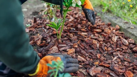 W listopadzie trzeba podsypać róże odpowiednią ściółką. 