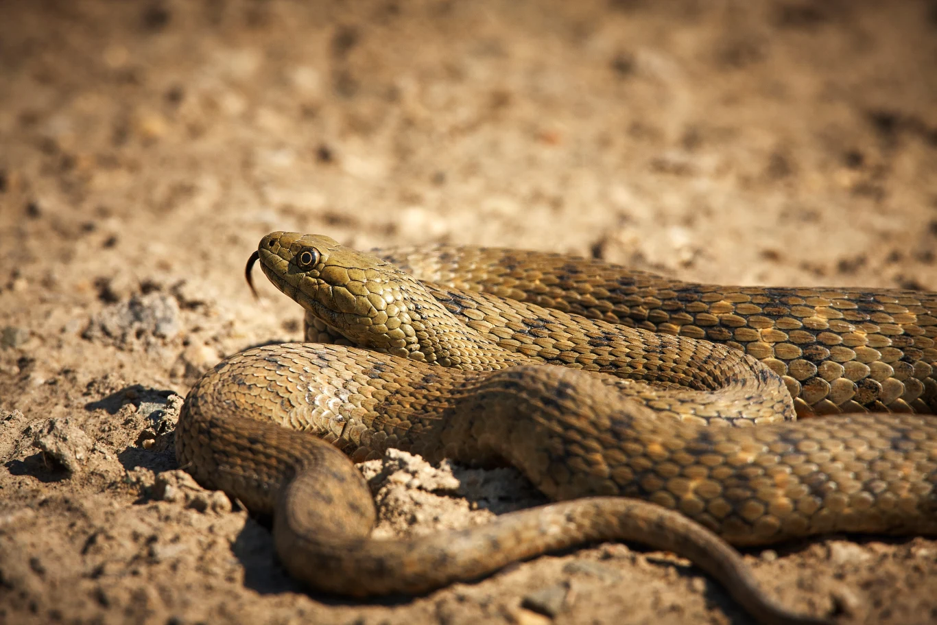 Zaskroniec rybołów stał się piątym gatunkiem węża w Polsce