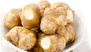 Topinambur to bardzo zdrowa bulwa. W kuchni może zastąpić ci ziemniaki