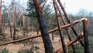 Wiatr uderzy z pełną mocą. Może łamać drzewa i uszkadzać dachy