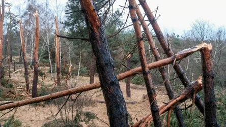 W czwartek na północy Polski po południu zacznie mocno wiać. Miejscami porywy osiągną nawet 100 km/h. Przygotowano alerty IMGW pierwszego i drugiego stopnia w dwóch województwach